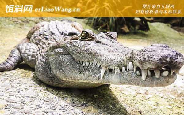 鳄鱼:鳄鱼有哪些习性?