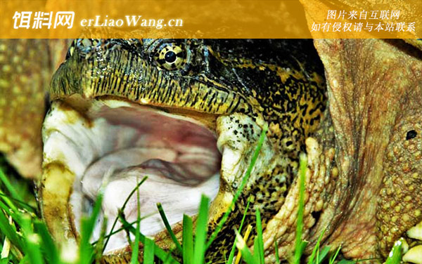 鳄鱼龟是什么动物-分布范围