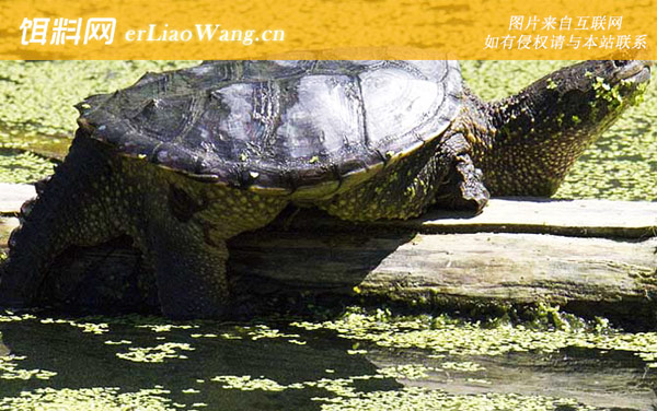 鳄鱼龟:代表物种