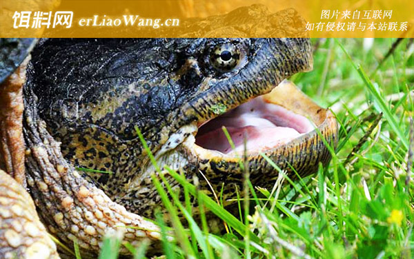 鳄鱼龟:生活习性