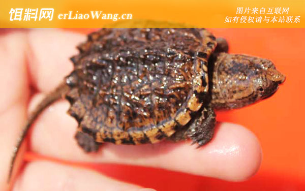 拟鳄龟是什么动物-分布范围