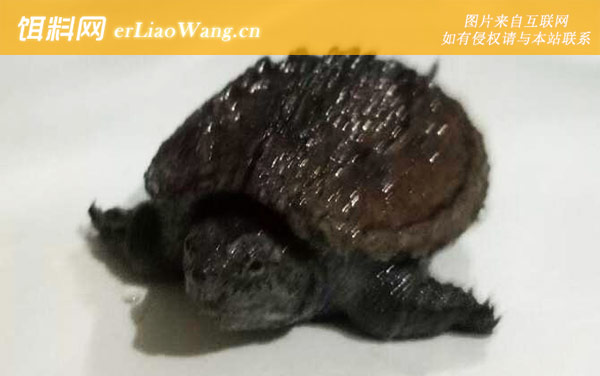 拟鳄龟:生活习性