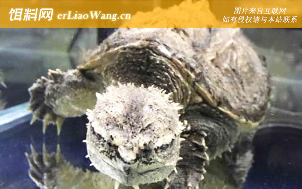 小鳄龟是什么动物-分布范围