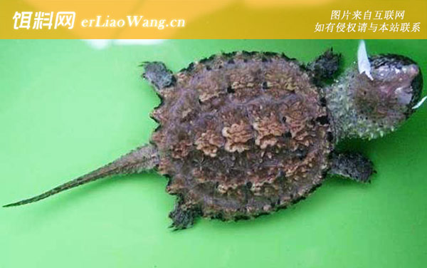 小鳄龟:生活习性