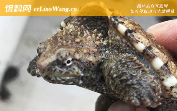 佛鳄龟是什么动物-分布范围