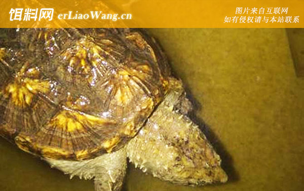 佛鳄龟:生活习性