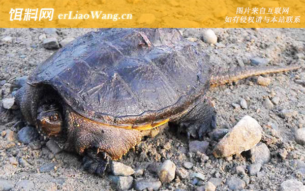 巴西鳄龟是什么动物-分布范围