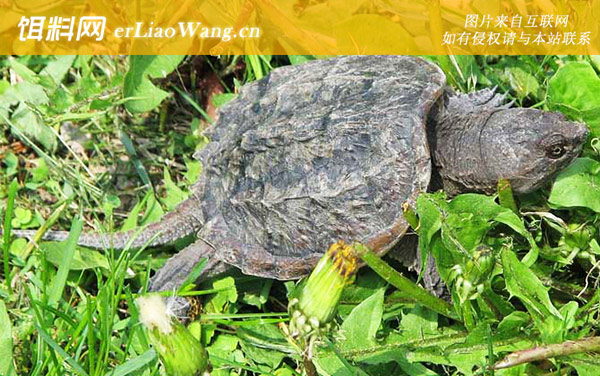 巴西鳄龟:生活习性