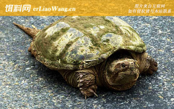 大鳄龟:分布范围