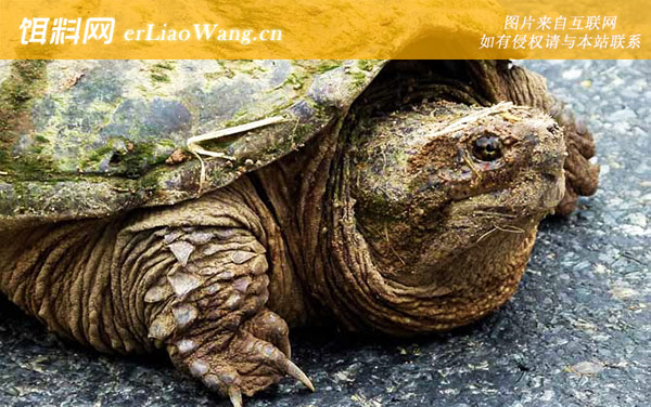 大鳄龟:生活习性