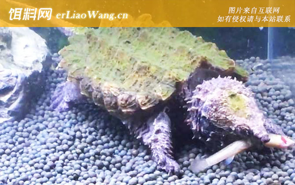 鳄龟苗:生活习性