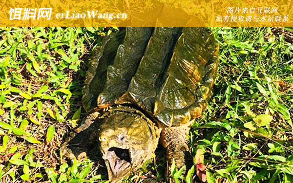 鳄鱼龟:饲养方法