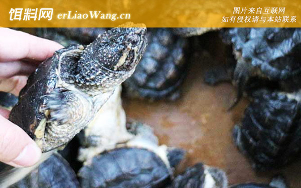 鳄鱼龟:病害防治