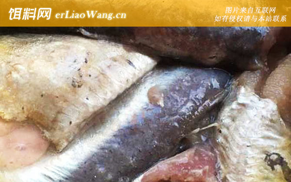 鲱鱼罐头:鲱鱼罐头怎么制成的?