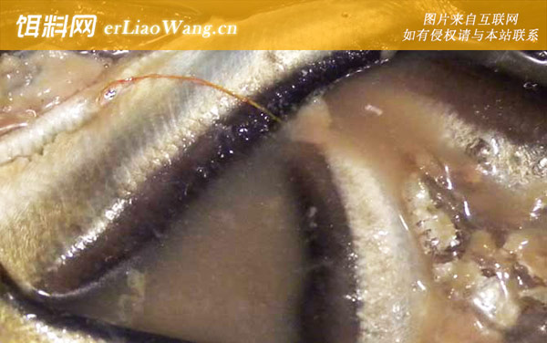 鲱鱼罐头:鲱鱼罐头为何这么臭?