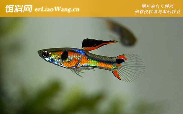 凤尾鱼:分布范围