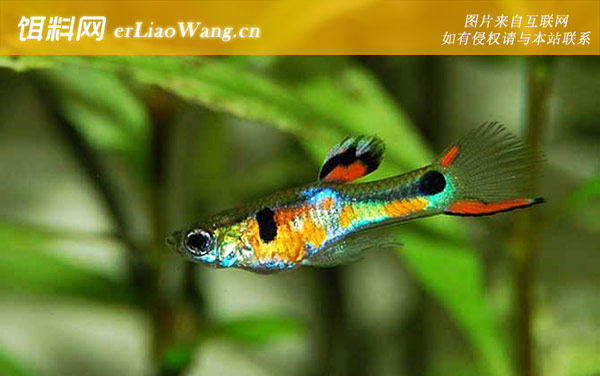 凤尾鱼:生活习性