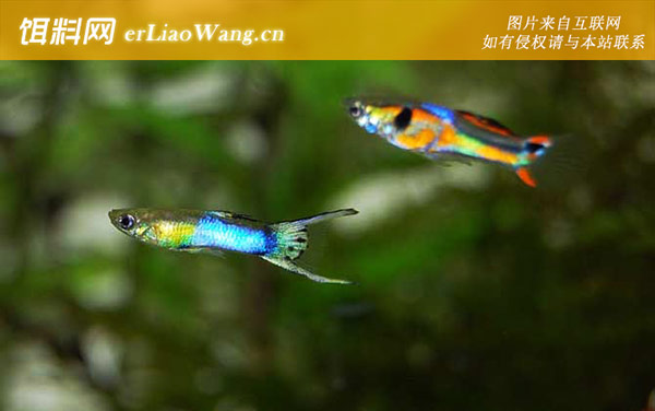 凤尾鱼:注意事项