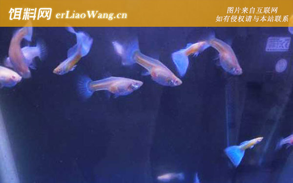 凤尾鱼繁殖方法及注意事项-繁殖方法