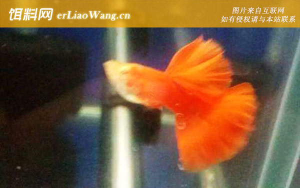 凤尾鱼:注意事项