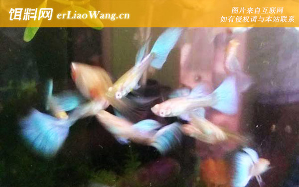 凤尾鱼:水质调控