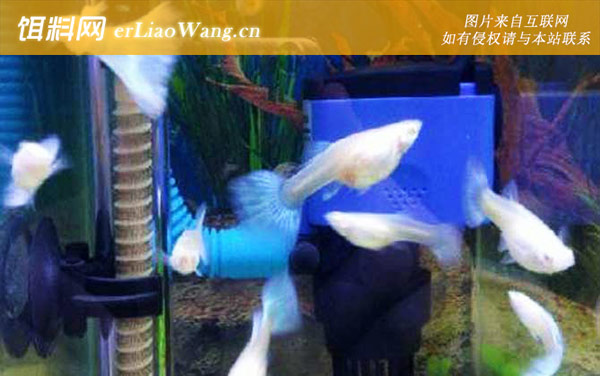 凤尾鱼:注意事项