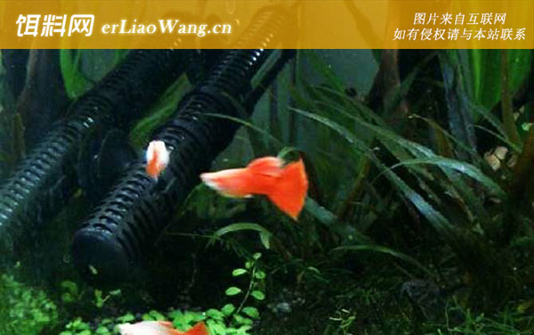 凤尾鱼:水质调控