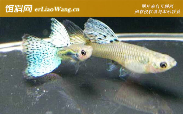 凤尾鱼:注意事项