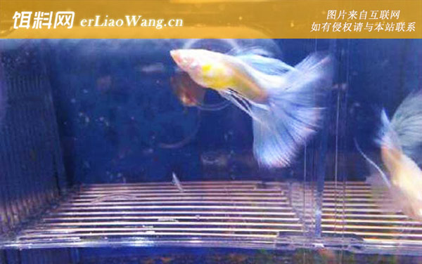 凤尾鱼:注意事项