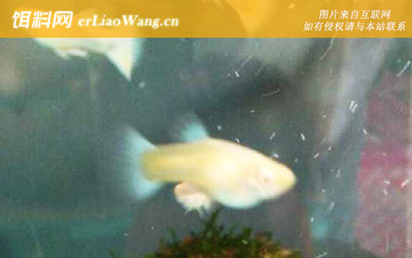 孔雀鱼:生活习性