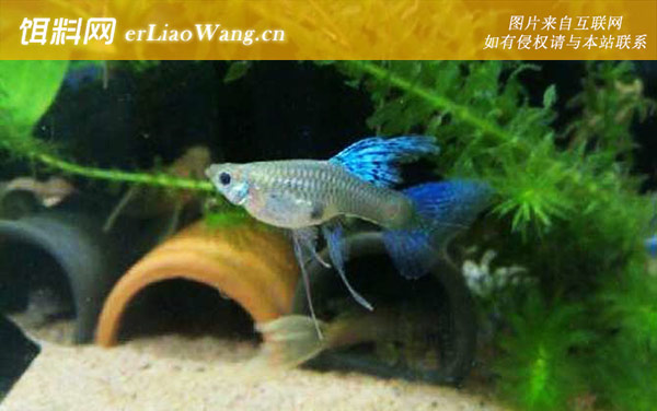 孔雀鱼:生活习性