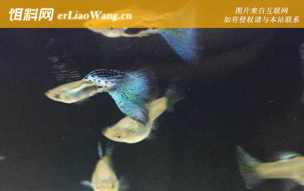 孔雀鱼:饲养方法