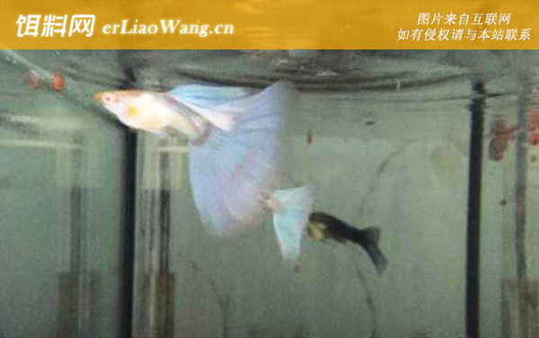 孔雀鱼怎么养不容易死-最适水温