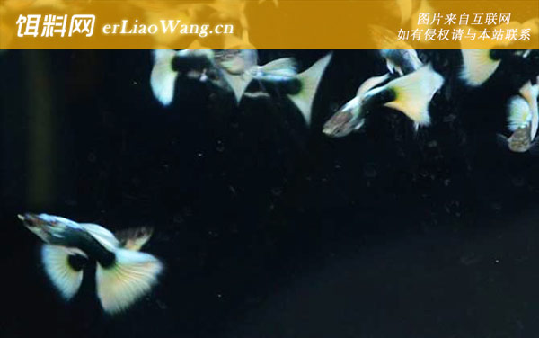 孔雀鱼:水质调控