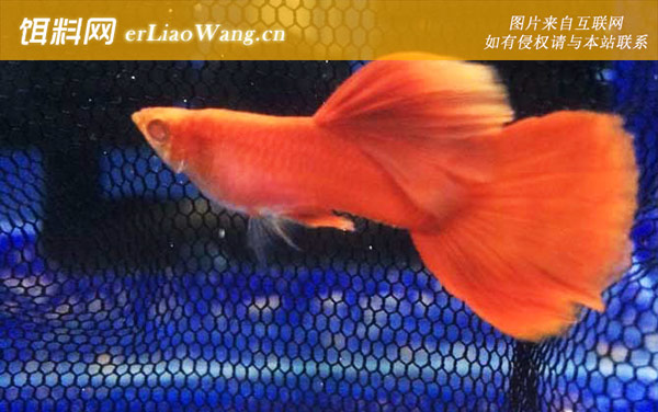 孔雀鱼:注意事项