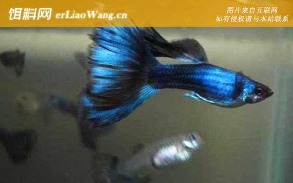 孔雀鱼生小鱼前兆及注意事项-繁殖方法