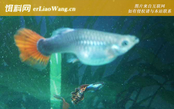 孔雀鱼:难产原因