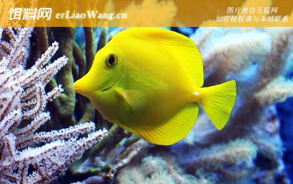 热带海水观赏鱼:热带海水观赏鱼