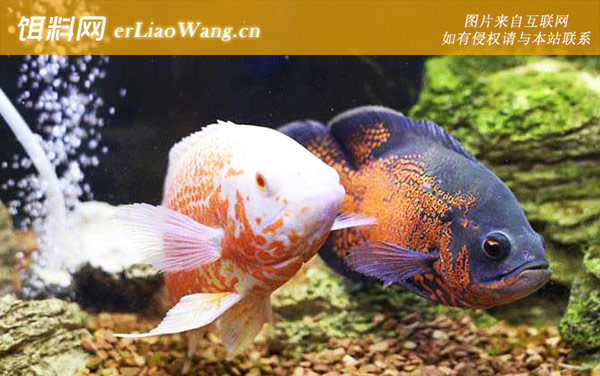 观赏鱼:水质调控