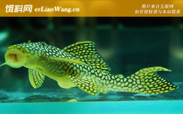 皇冠豹类:孔雀类