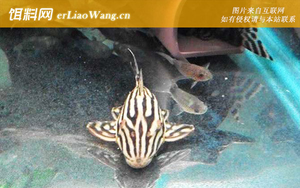 老虎类:皇冠豹类