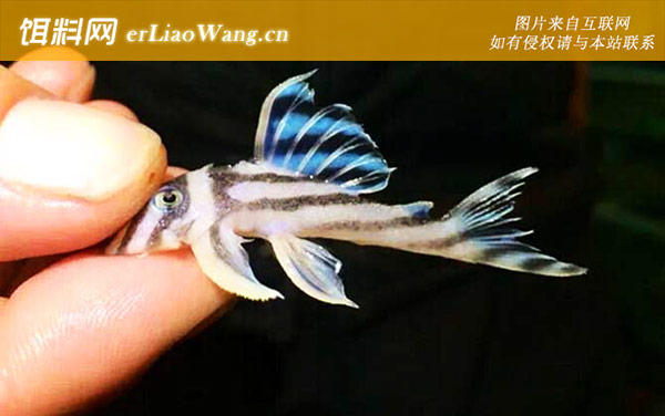 直升机类:熊猫类