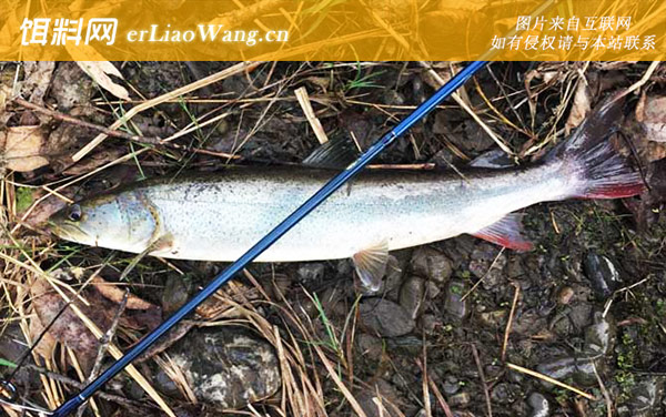 哲罗鲑鱼是什么鱼-分布范围