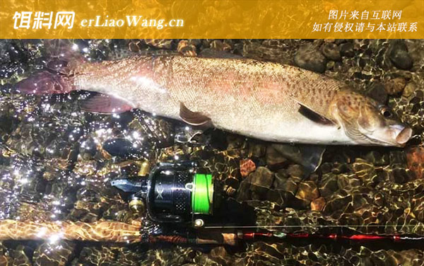 哲罗鲑鱼:生活习性