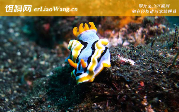 海兔是什么动物-分布范围