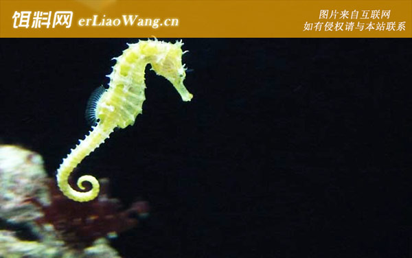 海马是鱼类吗-代表物种