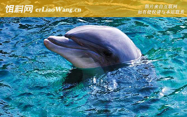 海豚:生活习性