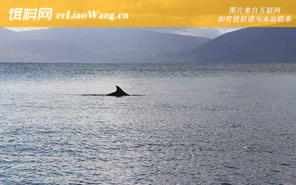 虎鲸亚科:露脊海豚亚科