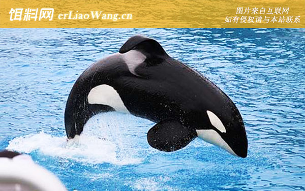 领航鲸亚科:虎鲸亚科