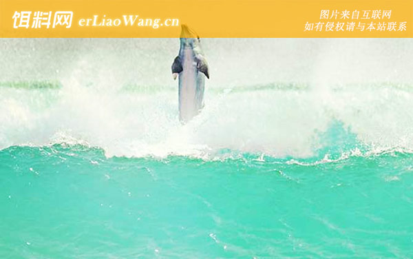 中华白海豚:分布范围